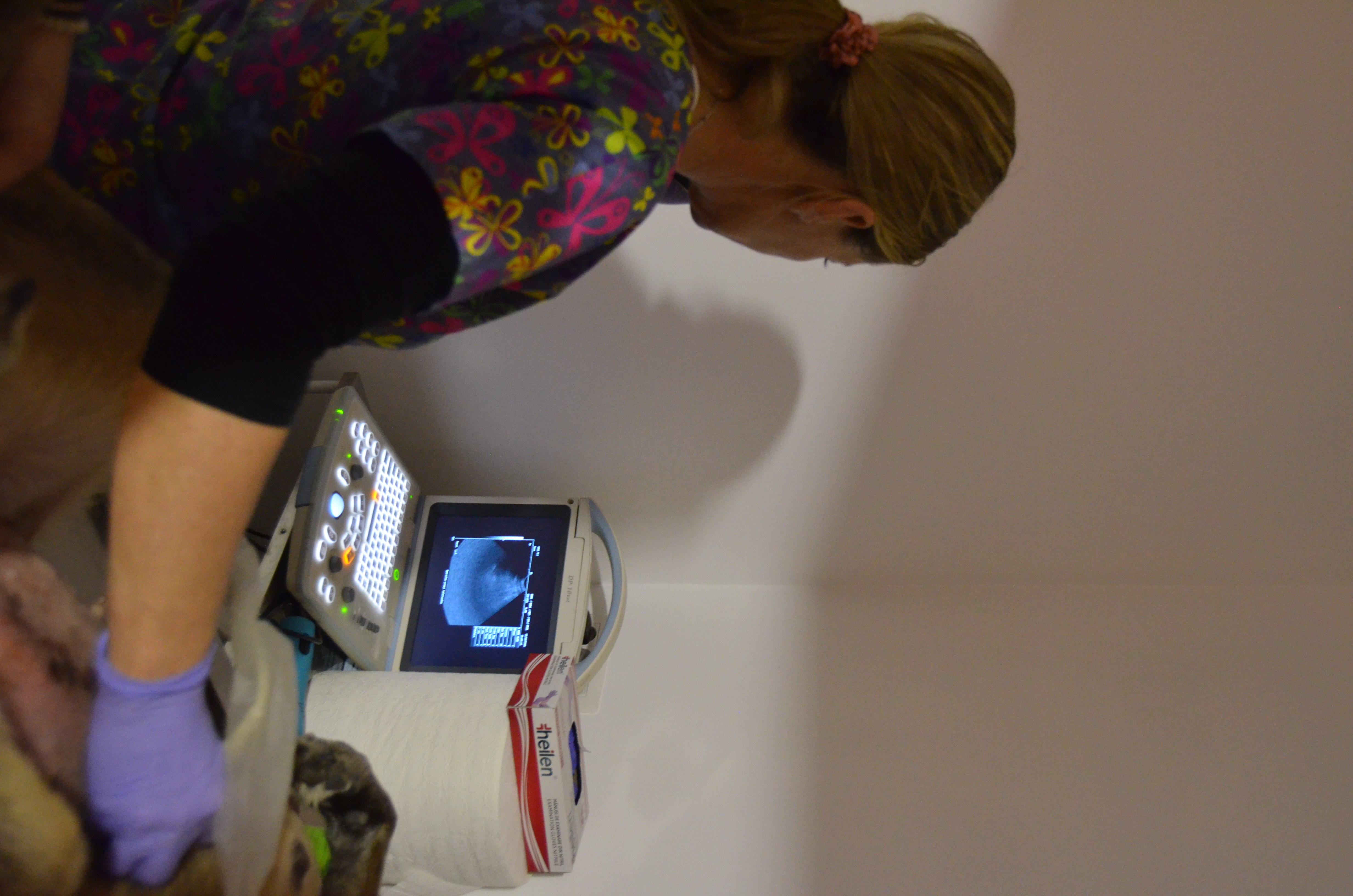 Îngrijire veterinară